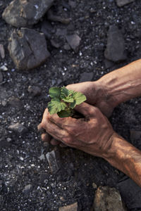 Man planting plant on burned forest floor