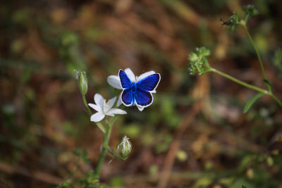 Close-up of blue butterfly on white flower