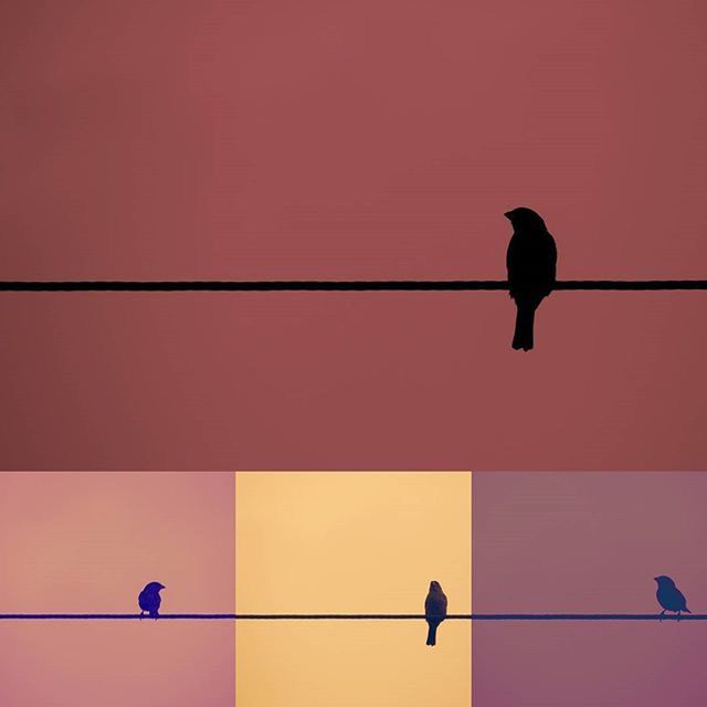 bird, silhouette, animal themes, low angle view, perching, wildlife, animals in the wild, one animal, street light, full length, lighting equipment, outdoors, nature, dusk, built structure, no people, clear sky, copy space, sunset, outline