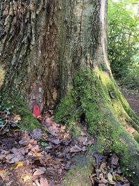 Trees growing in forest