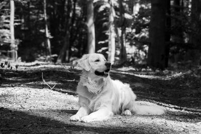 Dog looking away while sitting on land