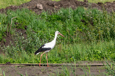 Close-up of bird perching on field