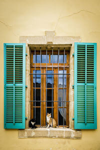 Cats sitting on the windowsill of a mediterranean house