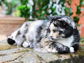 Close-up of cat looking away