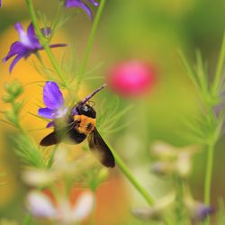 Close-up of bee pollinating on purple flower