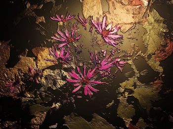 Close-up of pink flowers