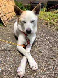 High angle portrait of dog sitting on grass