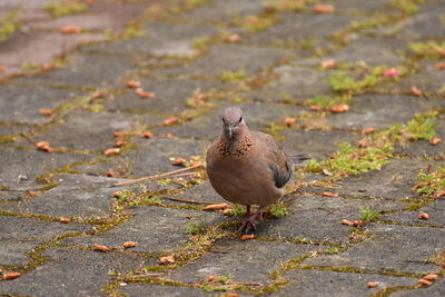 High angle view of bird on field