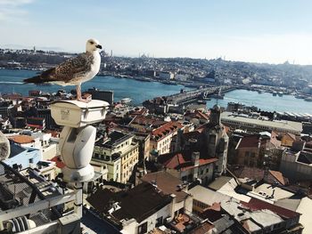 High angle view of seagull on sea against buildings in city