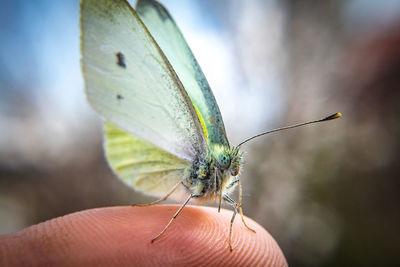 Close-up of butterfly on hand