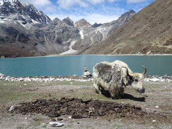 View of yak on rock by lake against mountain range