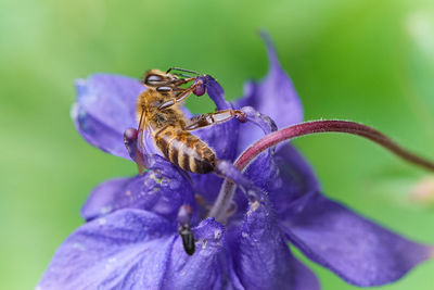 Close-up of bee on purple flower