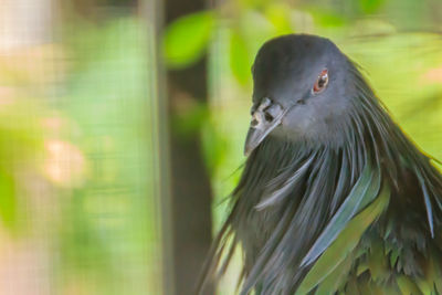 Close-up of bird