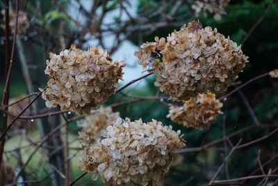 Close-up of wilted flowering plant