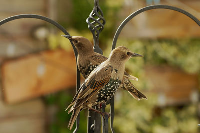 Close-up of bird perching on feeder