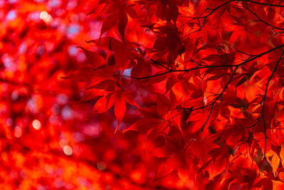 Close-up of maple leaves on tree