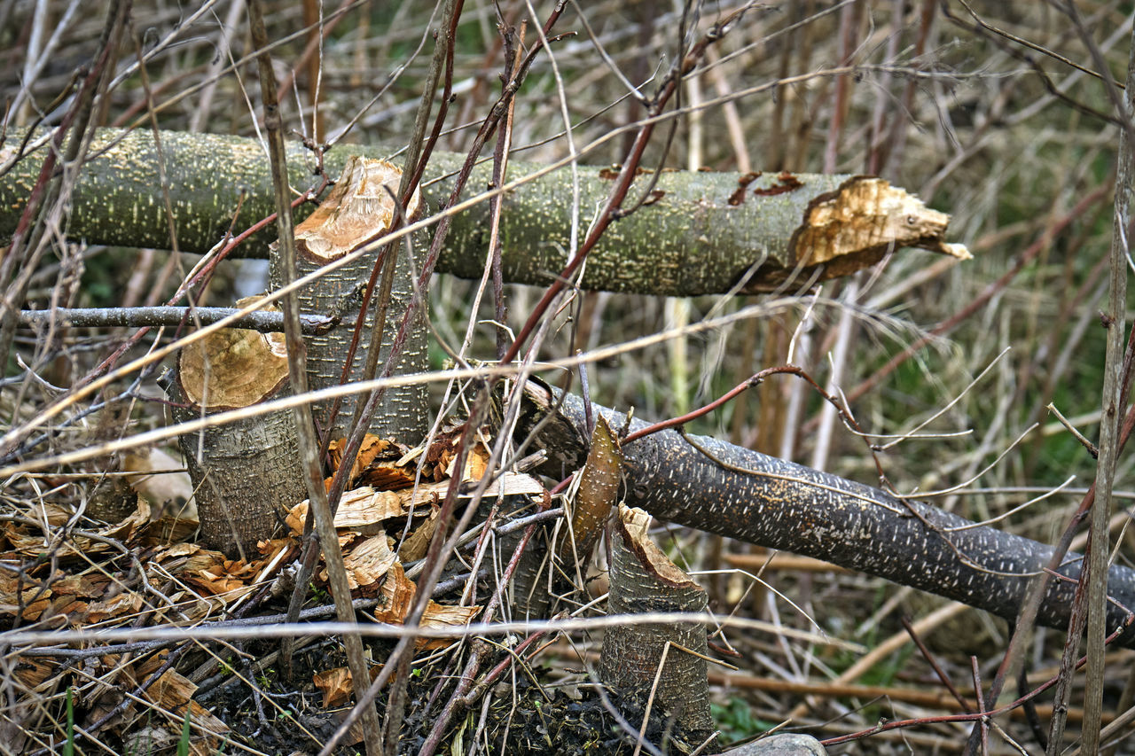 CLOSE-UP OF DEAD PLANTS ON LAND