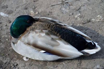 High angle view of mallard duck