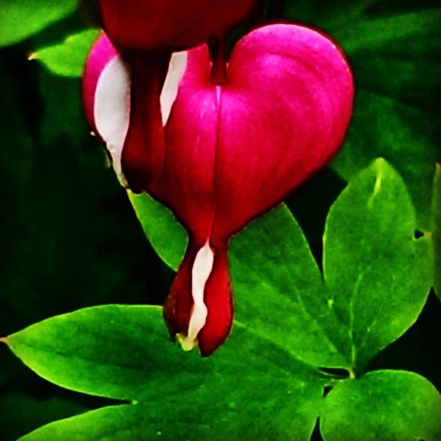 leaf, pink color, freshness, growth, red, flower, close-up, beauty in nature, green color, nature, fragility, pink, petal, bud, plant, outdoors, focus on foreground, day, sunlight, beginnings