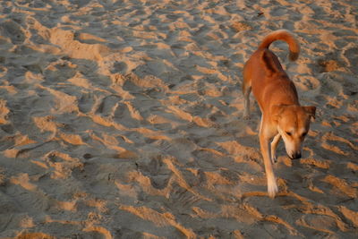 High angle view of dog walking on sand