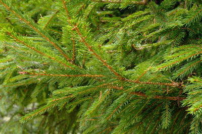 Close-up of pine tree