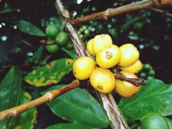 Close-up of fruits growing on tree