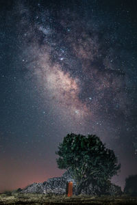 Trees against sky at night