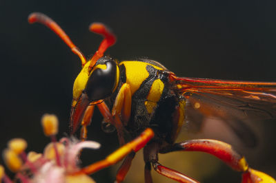 Close-up of insect on plant