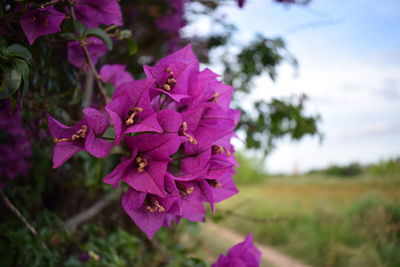 Close-up of pink flowering plant on field