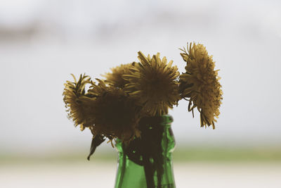 Close-up of yellow flower in bottle