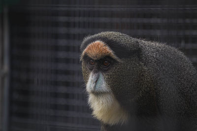 Close-up of monkey