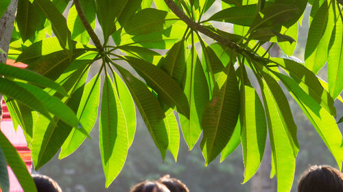 Close-up of palm tree leaves