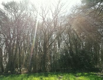 Trees in forest