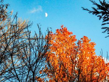 Low angle view of trees against sky