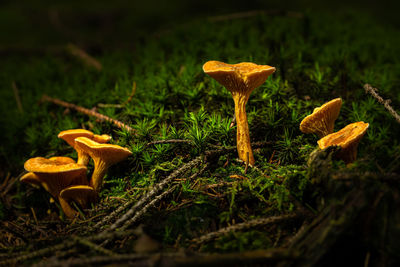 Close-up of mushroom growing on field