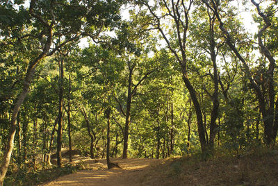 Trees in forest