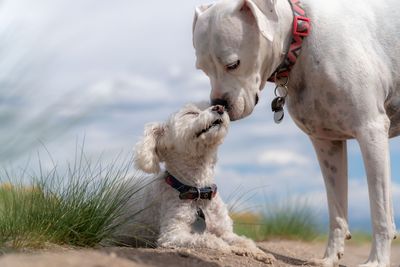 View of dogs on land