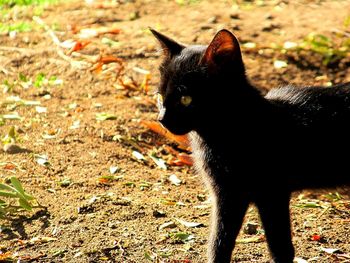 Close-up of cat on field