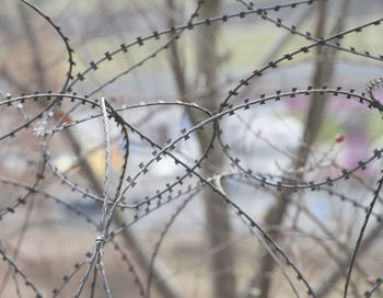 Close-up of snow on fence during winter