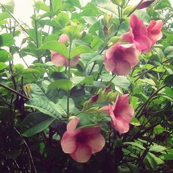 Close-up of pink flower