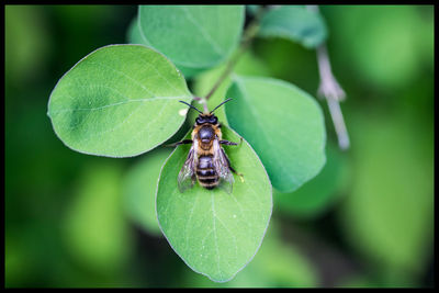 Close-up of insect on leaf