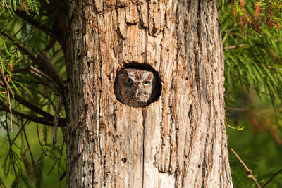 Inside a pine tree, an eastern screech owl megascops asio peers out from the nest hole on marco 