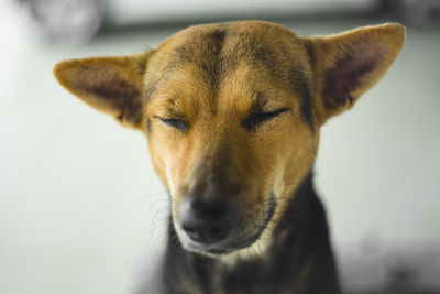 Close-up portrait of dog