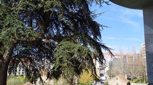 Trees growing on land against sky