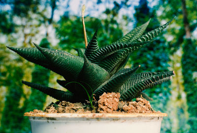 Close-up of succulent plant