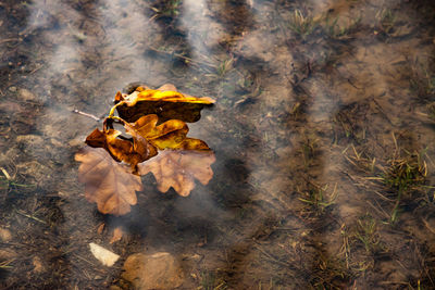 Close-up of dry autumn leaves on land