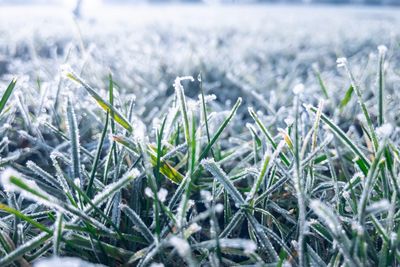 Close-up of frozen plants on field