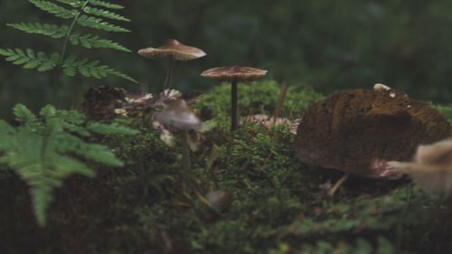 Close-up of mushroom growing in forest