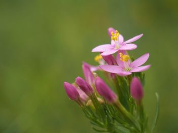 Close-up of pink flowering plant