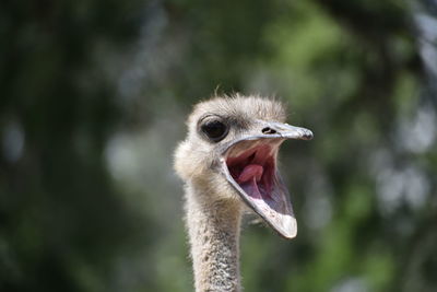 Close-up of ostrich